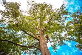 Best Lawn Renovation and Restoration  in Somerdale, NJ