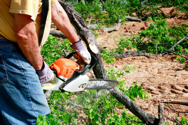 Best Grass Overseeding  in Somerdale, NJ
